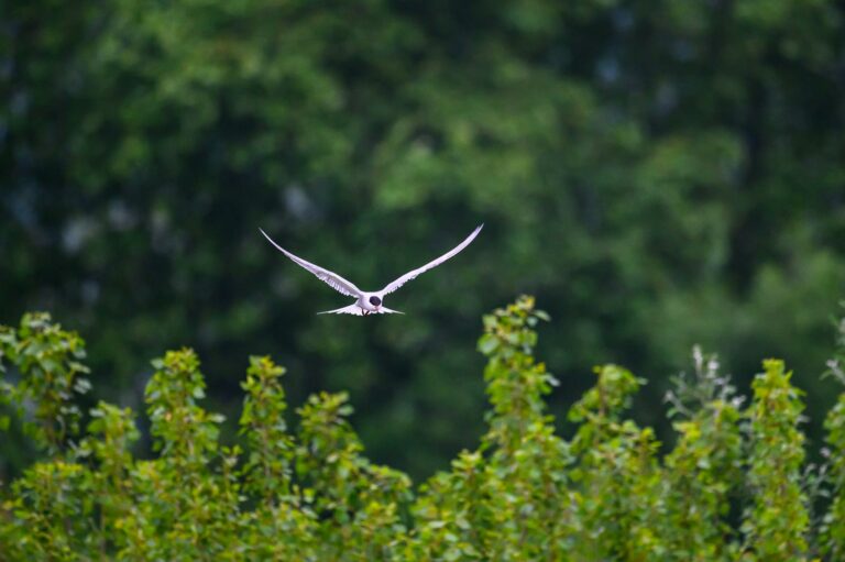 Lire la suite à propos de l’article Stage photo oiseaux en Ariège – 29 août 2025 | Photographier la faune sauvage à Mazères