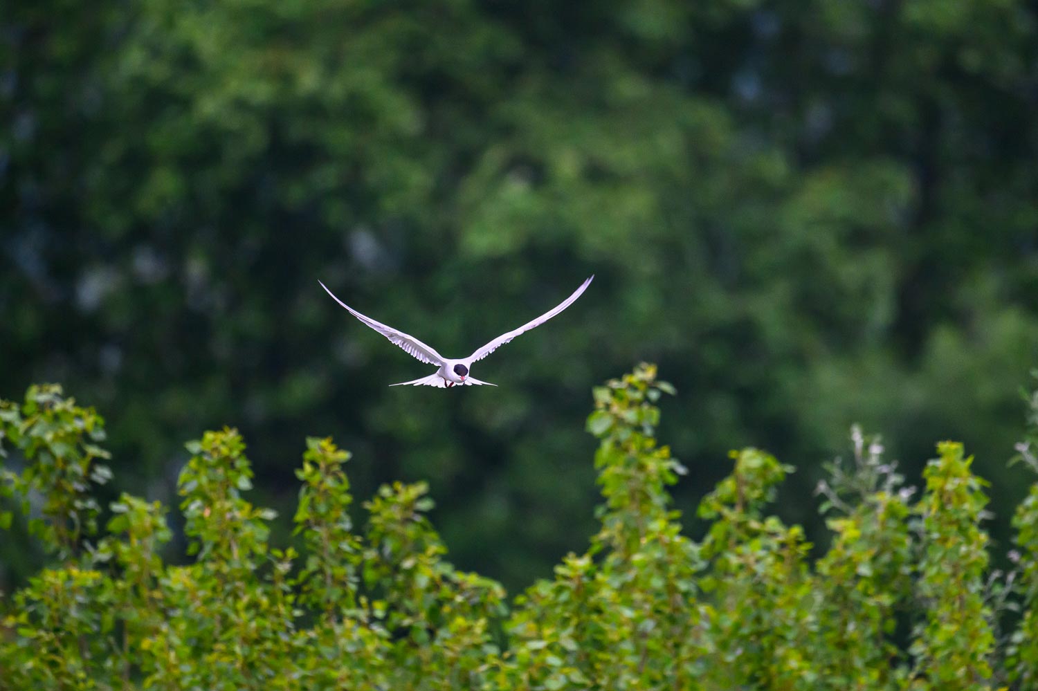 stage photo oiseaux mazères