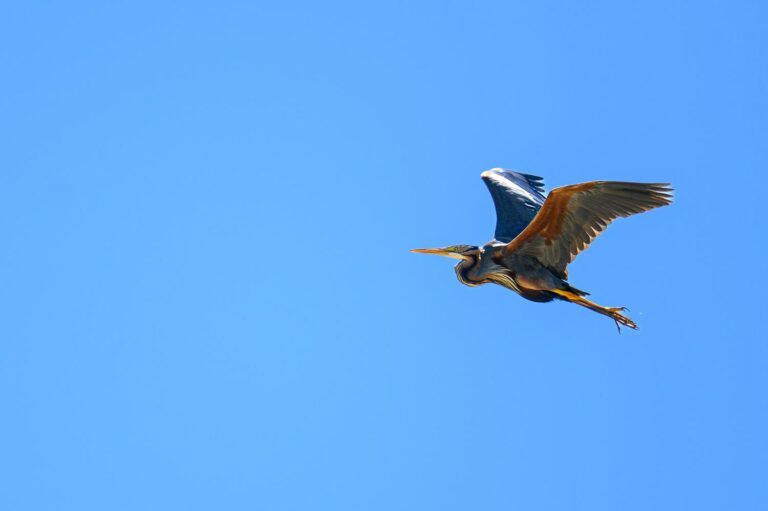 Lire la suite à propos de l’article Stage photo oiseaux – Aiguamolls de l’Empordà, Espagne | 20 septembre 2025