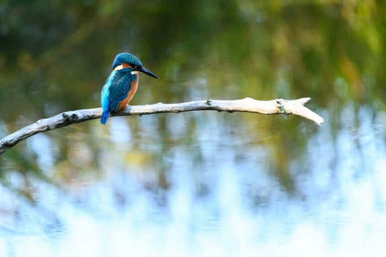 Lire la suite à propos de l’article Stage photo oiseaux en Ariège – 30 octobre 2025 | Photographier la faune sauvage à Mazères