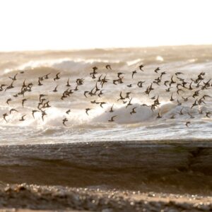 Stage de photo nature Les oiseaux de l’île de Ré