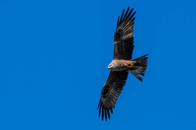 Lire la suite à propos de l’article Stage photo oiseaux sur l’Île de Ré – 24 octobre | Photographiez les oiseaux dans la réserve naturelle