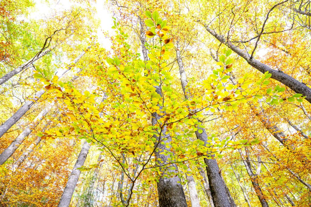 stage photo automne 2025