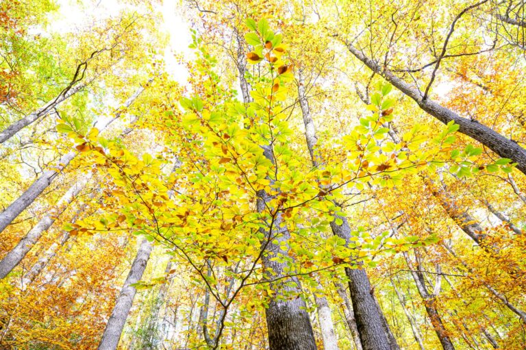 Lire la suite à propos de l’article Retour stage photo Automne – Octobre 2025