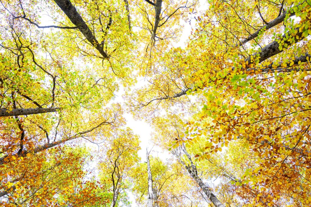 stage photo automne 2025