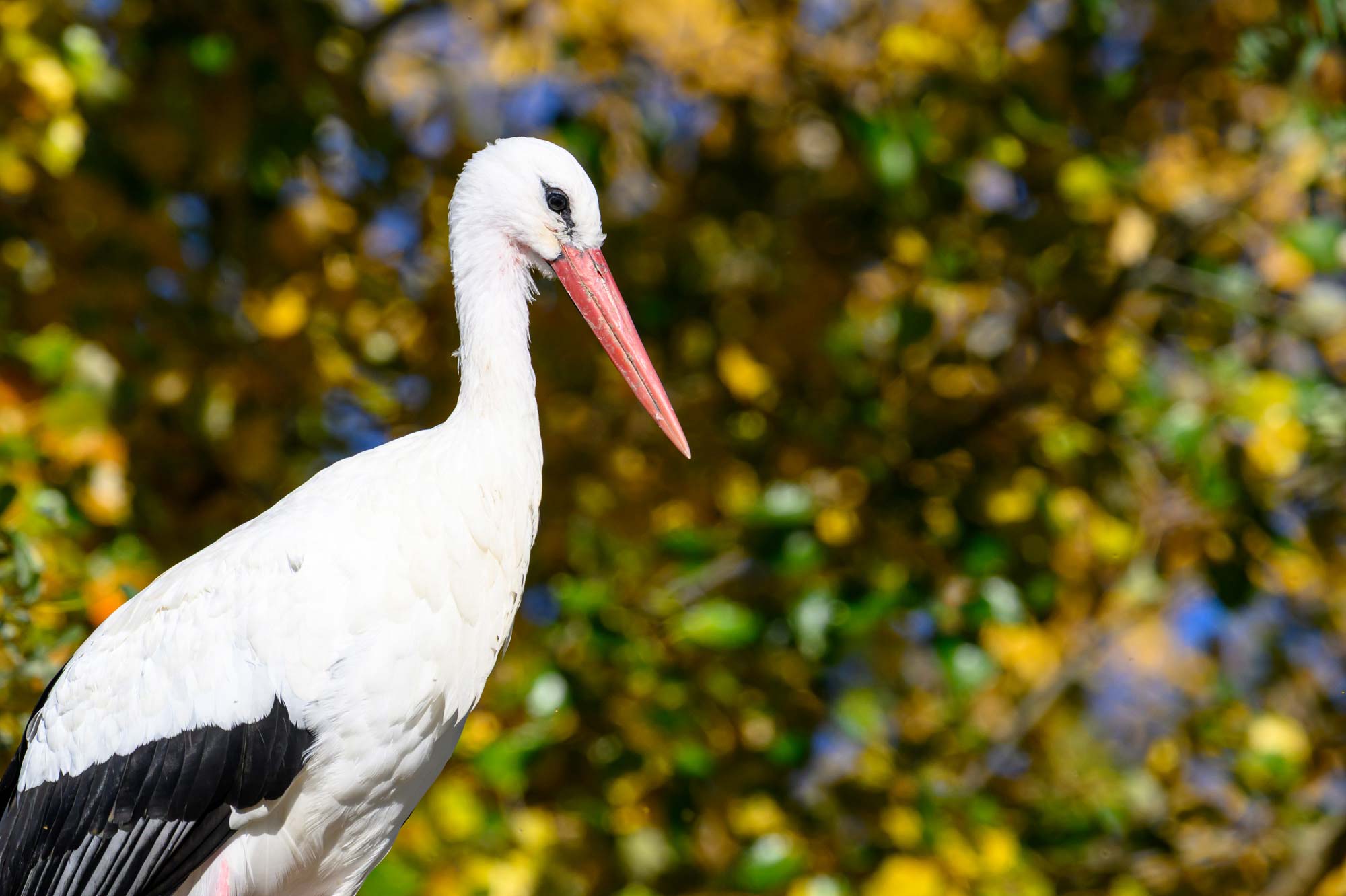Lire la suite à propos de l’article Retour stage photo Oiseaux Mazères – Octobre 2025