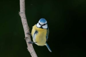 Stage Photo Oiseaux à Mazères