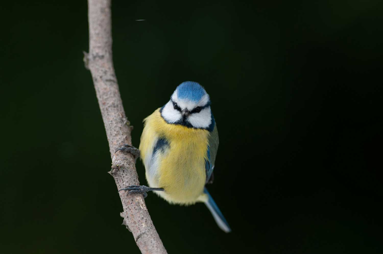Stage Photo Oiseaux à Mazères