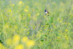 stage photo Île de Ré 2026