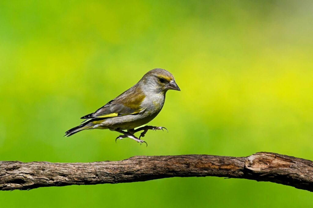 stage photo oiseaux mazères 2026