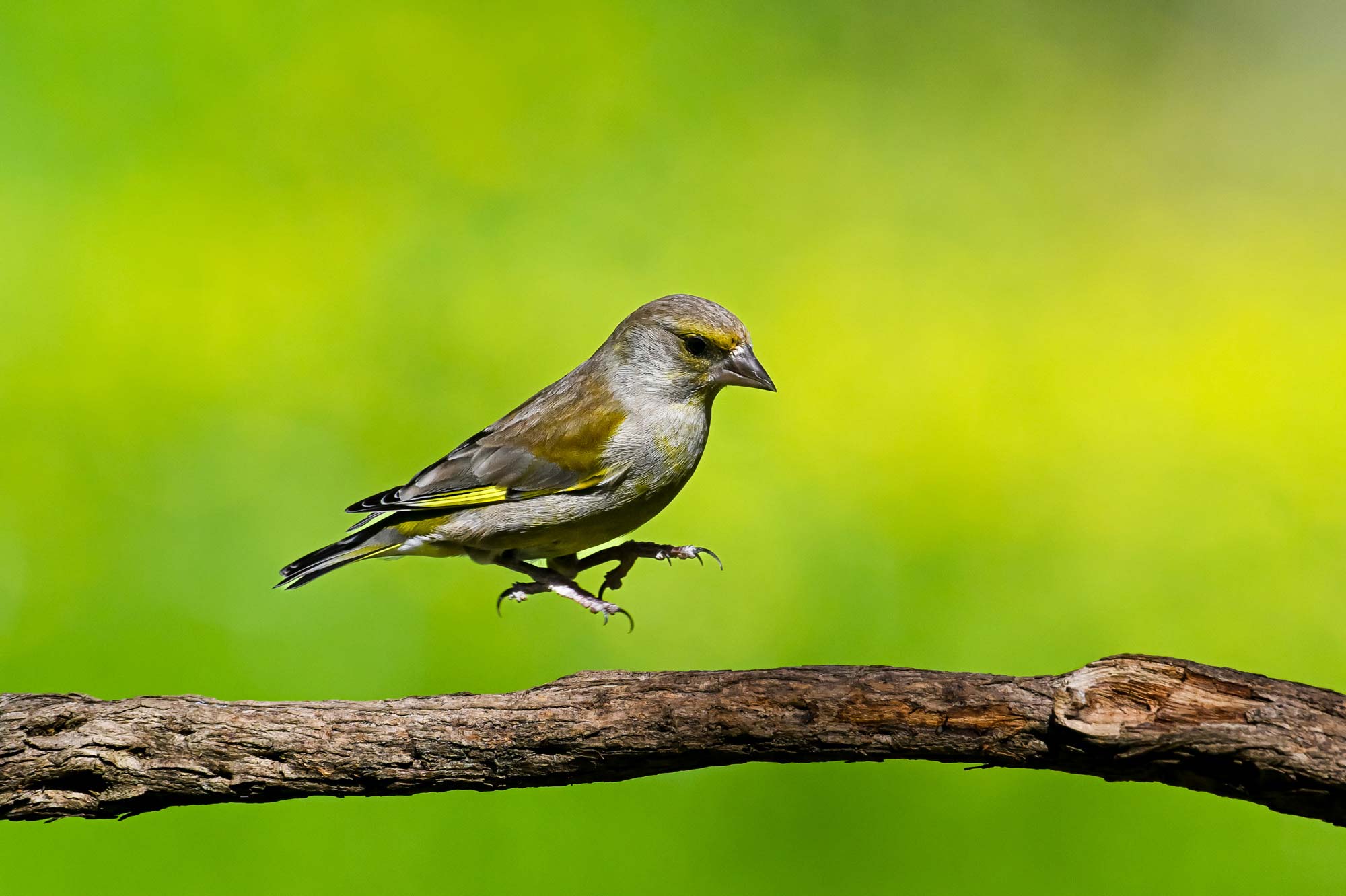 Lire la suite à propos de l’article Retour stage photo Mazères – Mars 2026