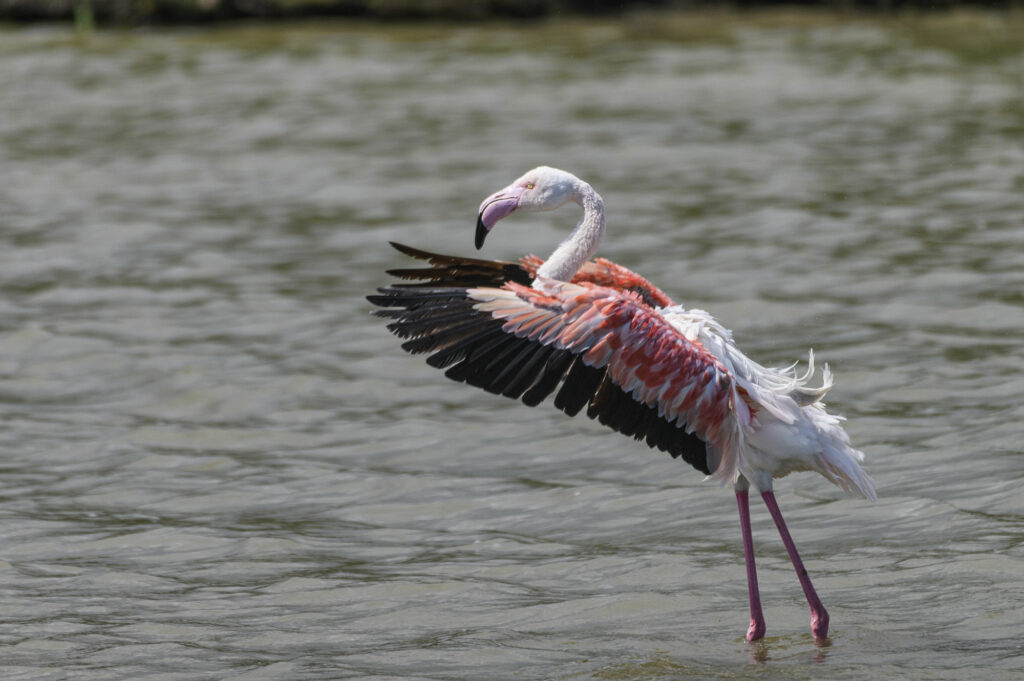 stage photo Camargue 2026